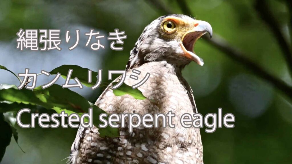 【縄張りなき】カンムリワシ Crested serpent eagle