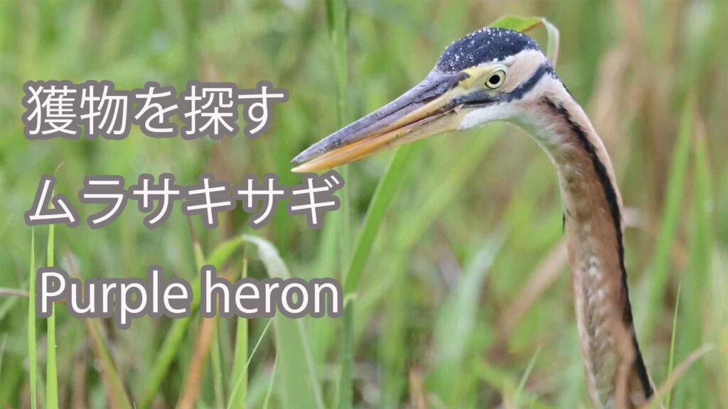 【獲物を探す】  ムラサキサギ  Purple heron