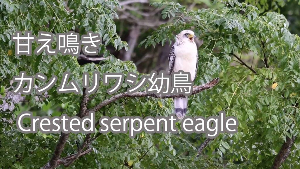 【甘え鳴き】  8月末  カンムリワシ幼鳥  Crested serpent eagle