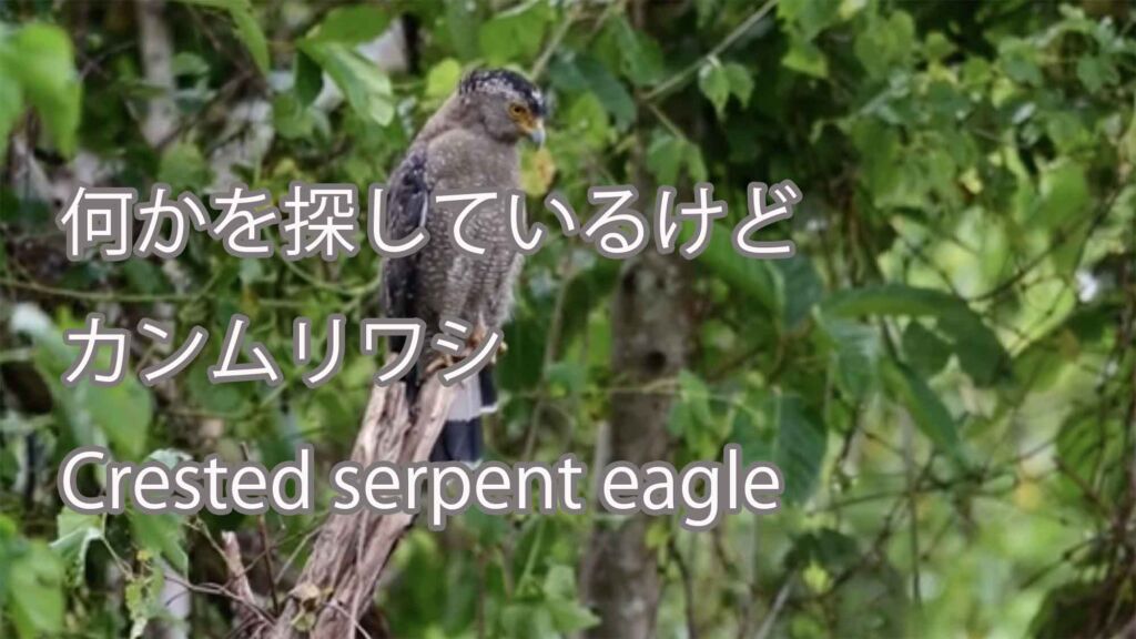 【何かを探しているけど】 カンムリワシ Crested serpent eagle