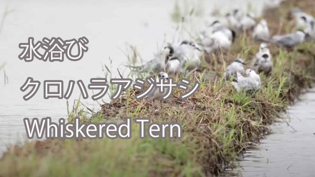 【水浴び】 クロハラアジサシ  Whiskered Tern