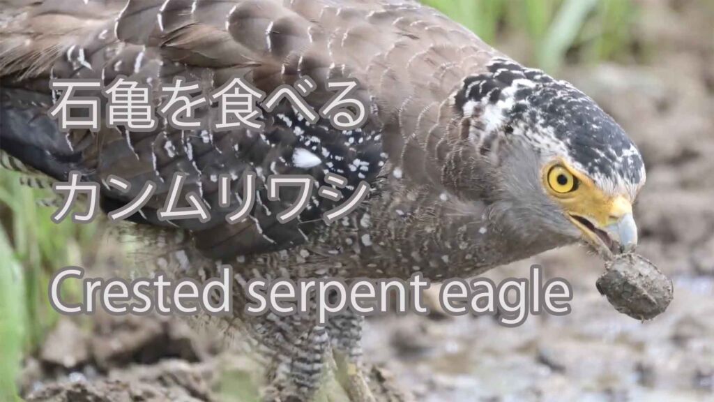 【石亀を食べる】 カンムリワシ Crested serpent eagle