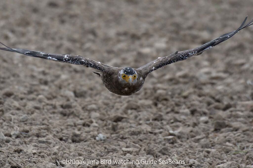 カンムリワシ飛翔！！Crested Serpent Eagle