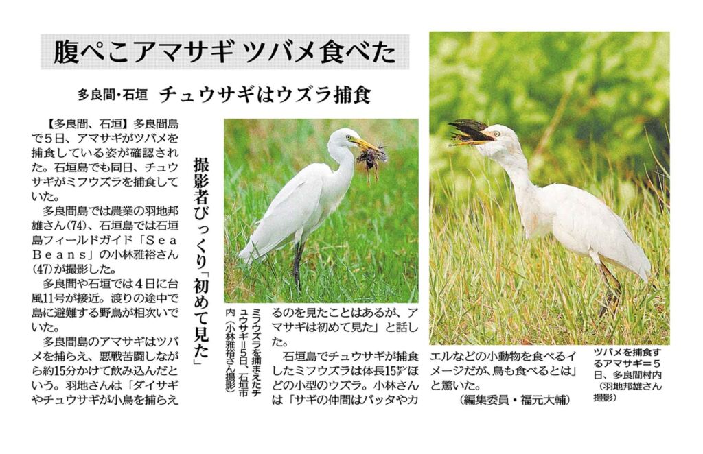 「腹ぺこアマサギ ツバメを食べた（チュウサギはミフウズラ捕食）」沖縄タイムス朝刊