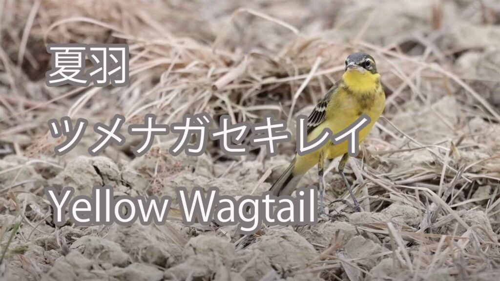 【夏羽】 ツメナガセキレイ Yellow Wagtail