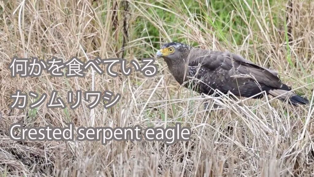 【何かを食べている】 カンムリワシ Crested serpent eagle