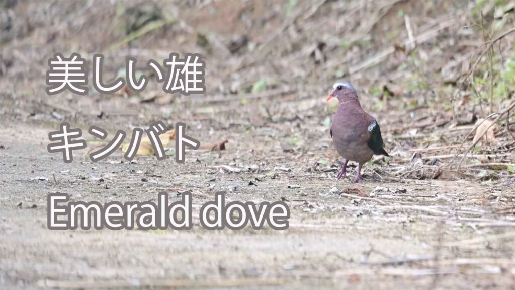 【美しい雄】キンバト Emerald dove
