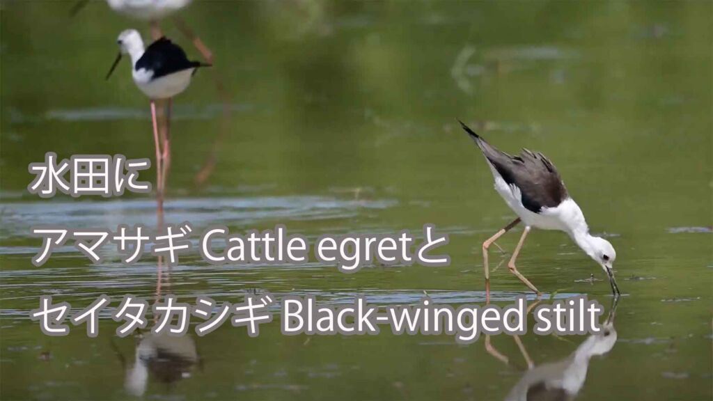 【水田に】アマサギ Cattle egretとセイタカシギ Black-winged stilt