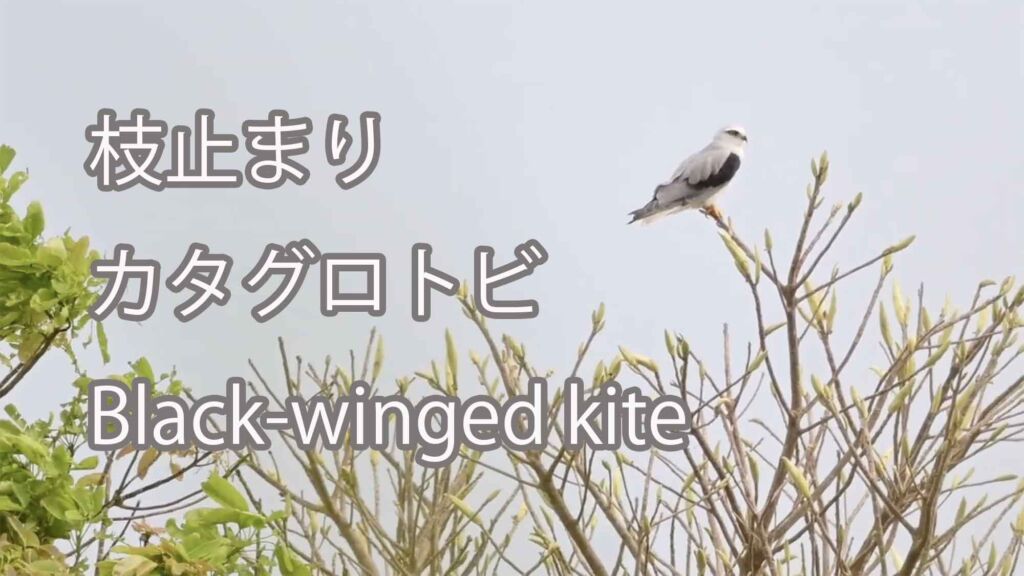 【枝止まり】 カタグロトビ  Black-winged kite