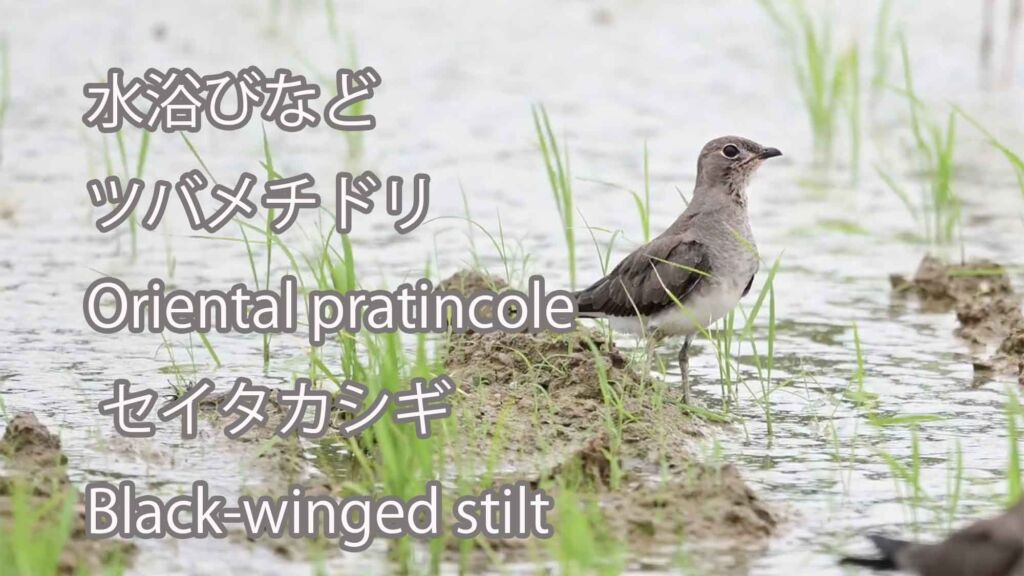 【水浴びなど】 ツバメチドリ Oriental pratincole & セイタカシギ Black-winged stilt