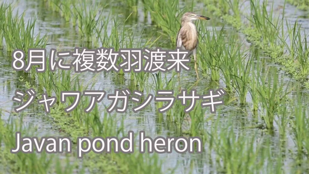 【8月に複数羽渡来】 ジャワアガシラサギ Javan pond heron