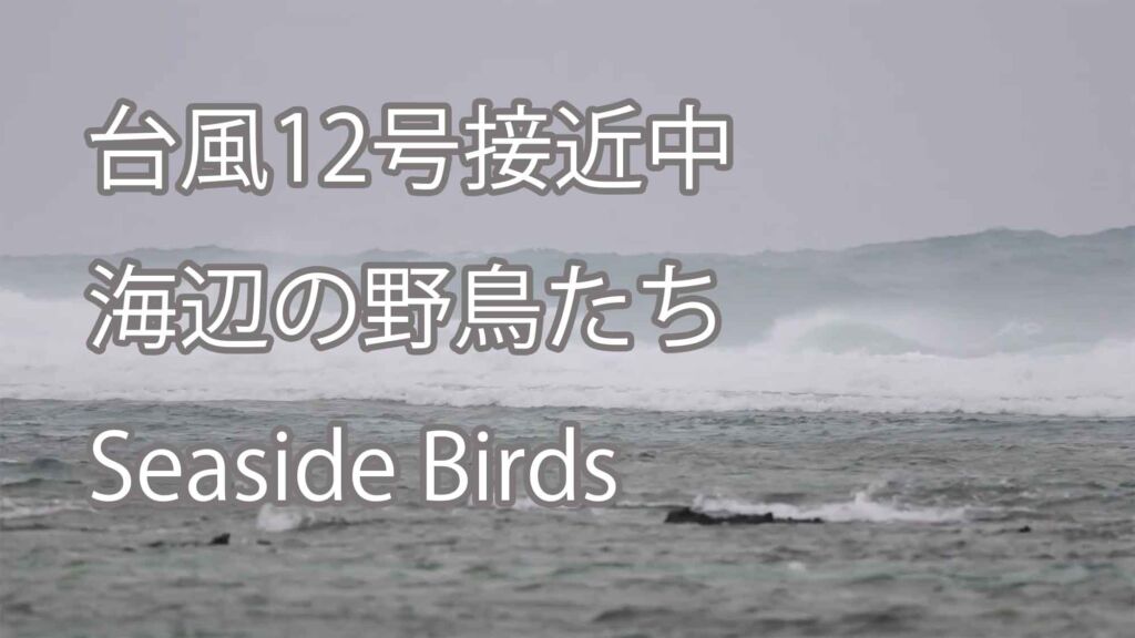 【台風12号接近中】海辺の野鳥たち　Seaside Birds