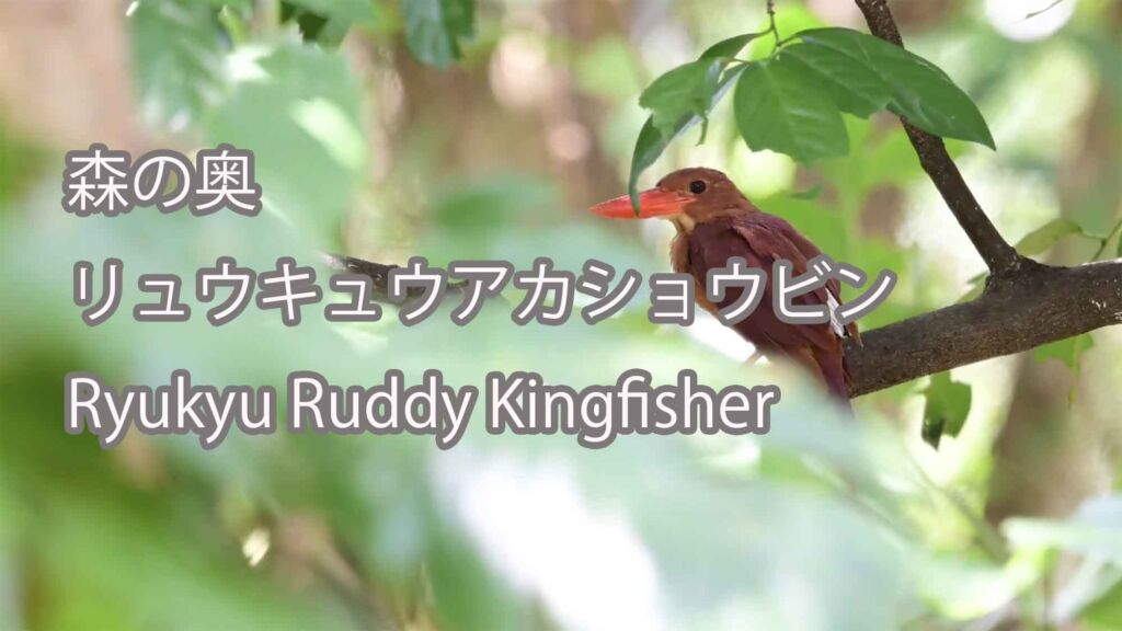 【森の奥】 リュウキュウアカショウビン Ryukyu Ruddy Kingfisher