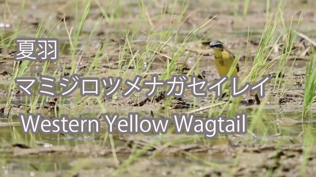 【夏羽】マミジロツメナガセイレイ Western Yellow Wagtail
