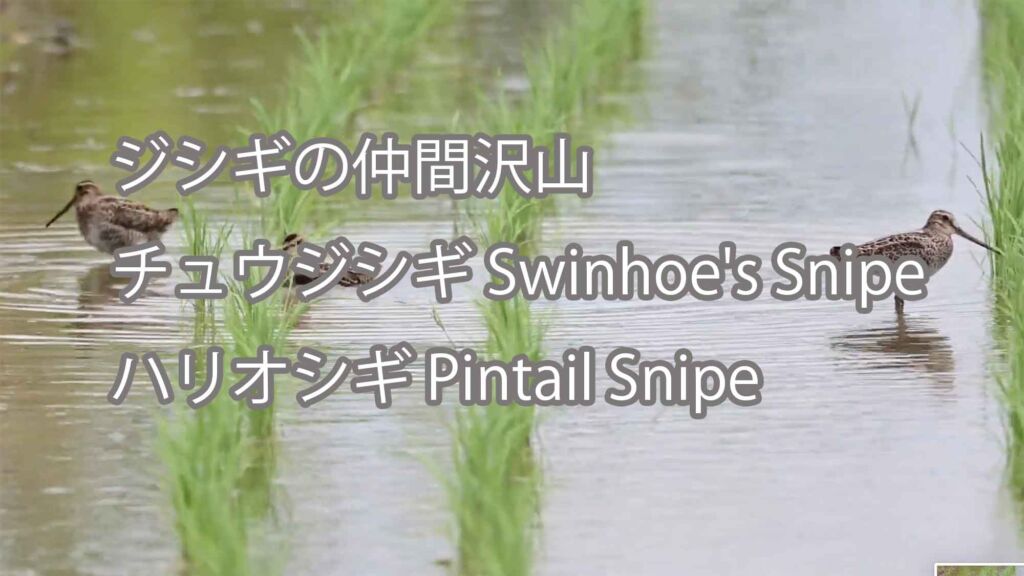 【ジシギの仲間沢山】 チュウジシギ Swinhoe's Snipeとハリオシギ Pintail Snipeが多数渡来中!