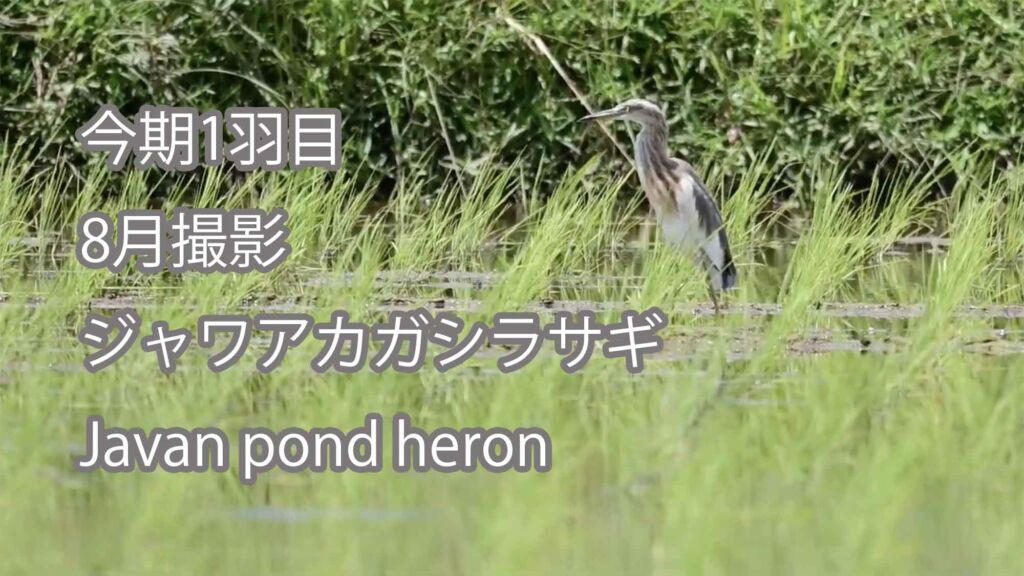 【今期1羽目】 8月撮影 ジャワアカガシラサギ Javan pond heron