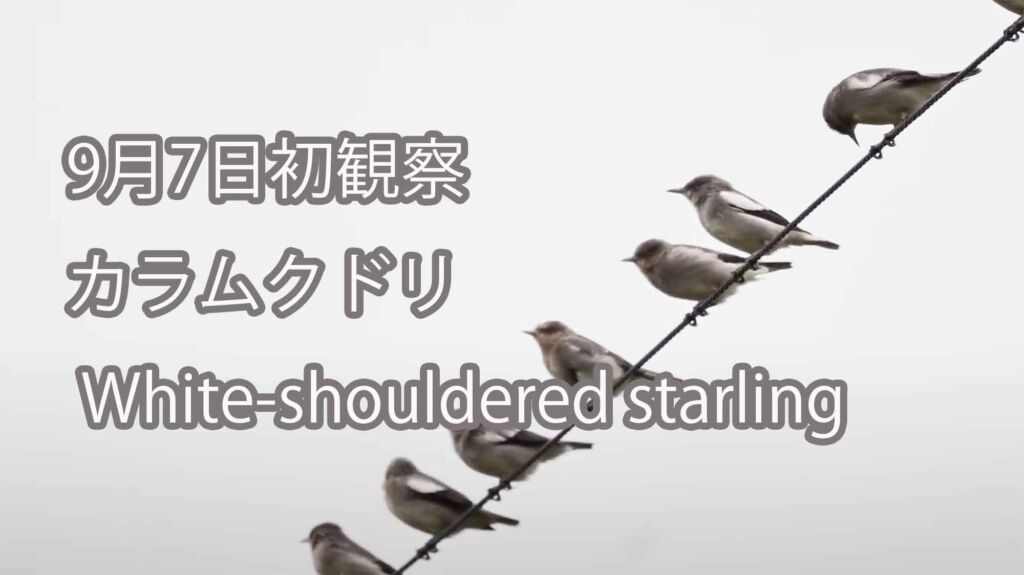 【9月7日初観察】カラムクドリ White-shouldered starling