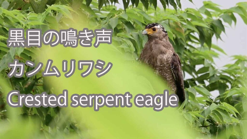 【黒目の鳴き声】カンムリワシ Crested serpent eagle