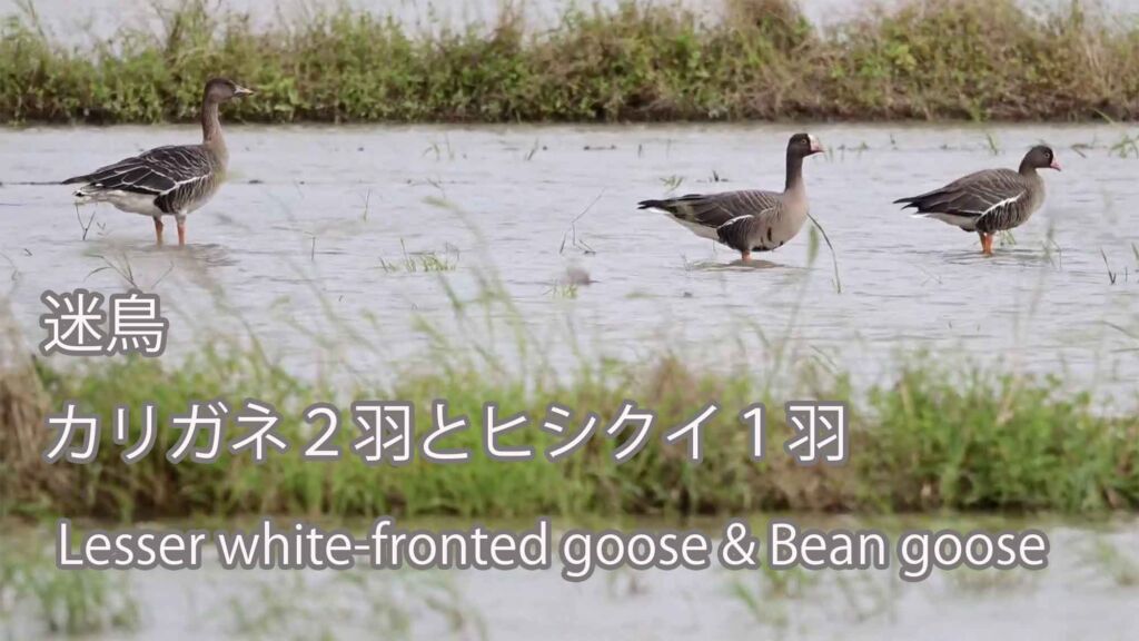 【迷鳥】カリガネ２羽とヒシクイ１羽 Lesser white-fronted goose & Bean goose