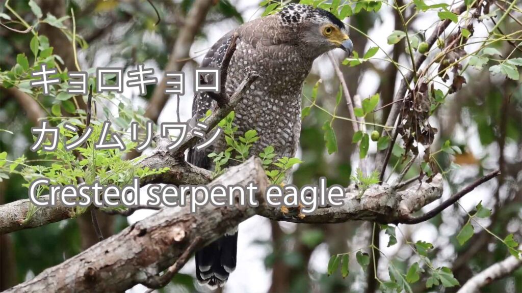 【キョロキョロ】カンムリワシ Crested serpent eagle