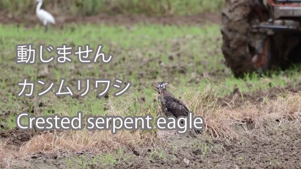 【動じません】 カンムリワシ Crested serpent eagle