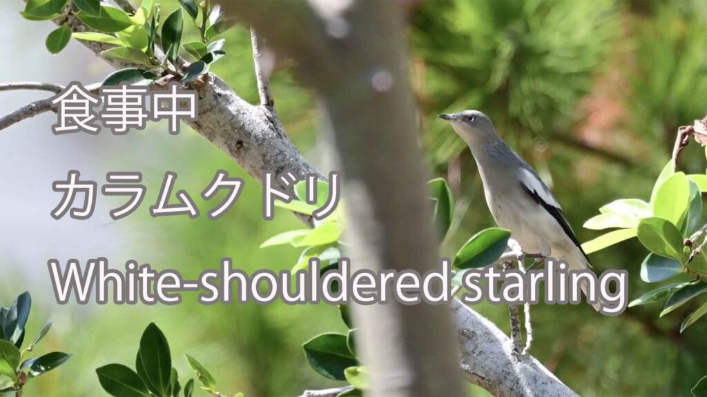 【食事中】  カラムクドリ  White-shouldered starling