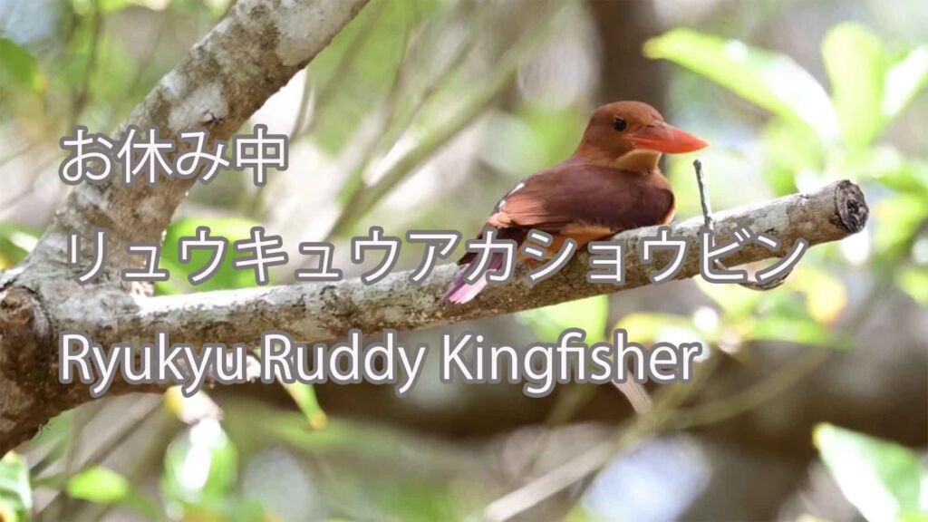 【お休み中】リュウキュウアカショウビン Ryukyu Ruddy Kingfisher