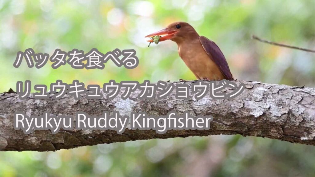 【バッタを食べる】 リュウキュウアカショウビン Ryukyu Ruddy Kingfisher