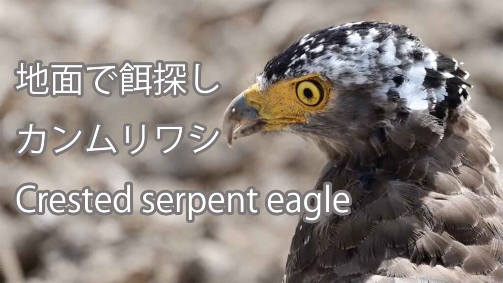 【地面で餌探し】 カンムリワシ Crested serpent eagle