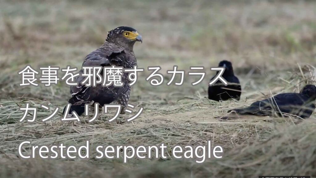【食事を邪魔するカラス】カンムリワシ Crested serpent eagle