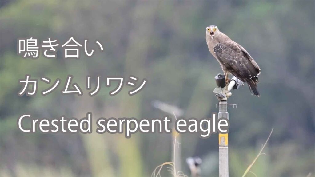 【鳴き合い】 カンムリワシ Crested serpent eagle