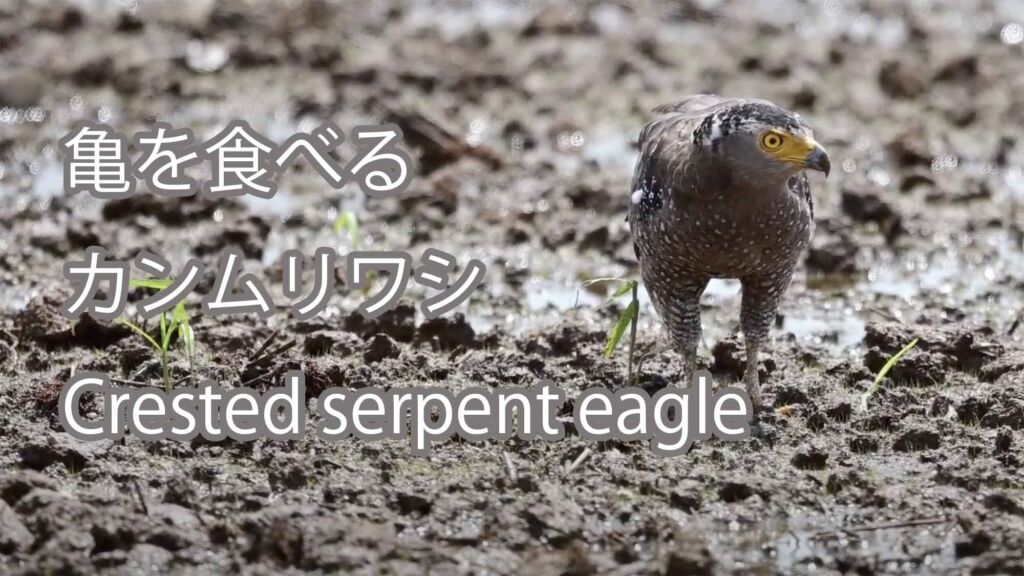 【亀を食べる】 カンムリワシ  Crested serpent eagle