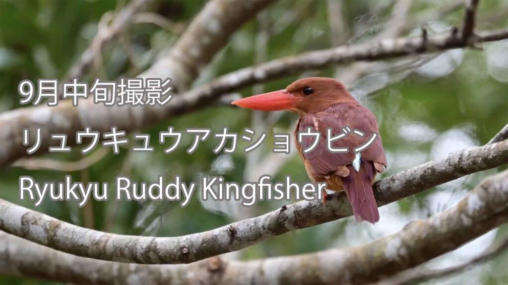 【9月中旬撮影】 リュウキュウアカショウビン  Ryukyu Ruddy Kingfisher