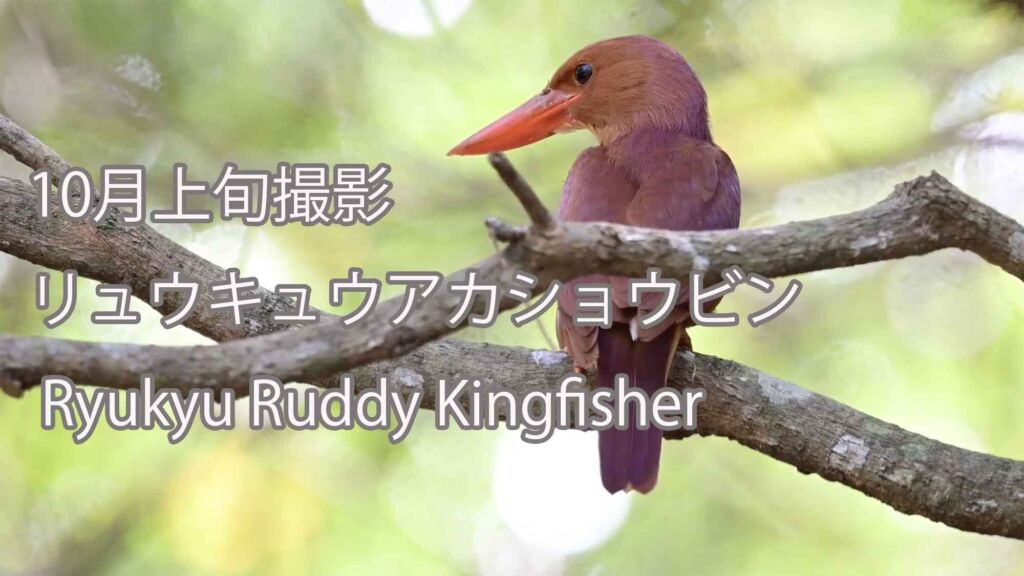 【10月上旬撮影】 リュウキュウアカショウビン Ryukyu Ruddy Kingfisher