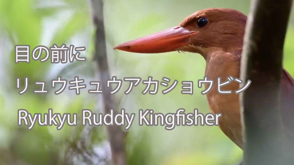 【目の前に】 リュウキュウアカショウビン Ryukyu Ruddy Kingfisher