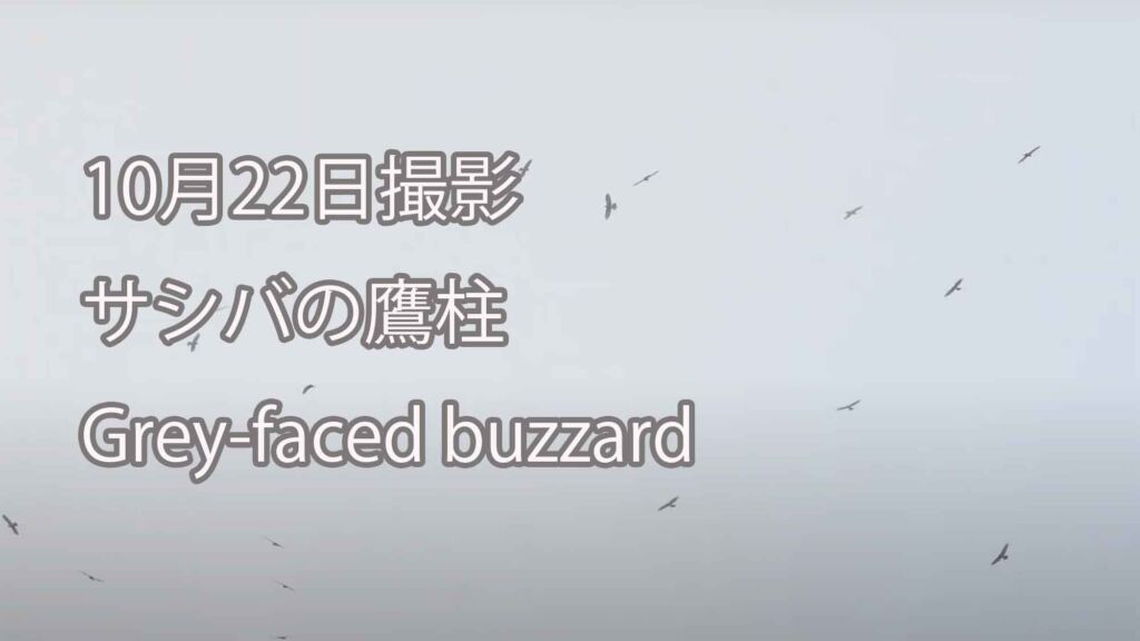 【10月22日撮影】 サシバの鷹柱 Grey-faced buzzard
