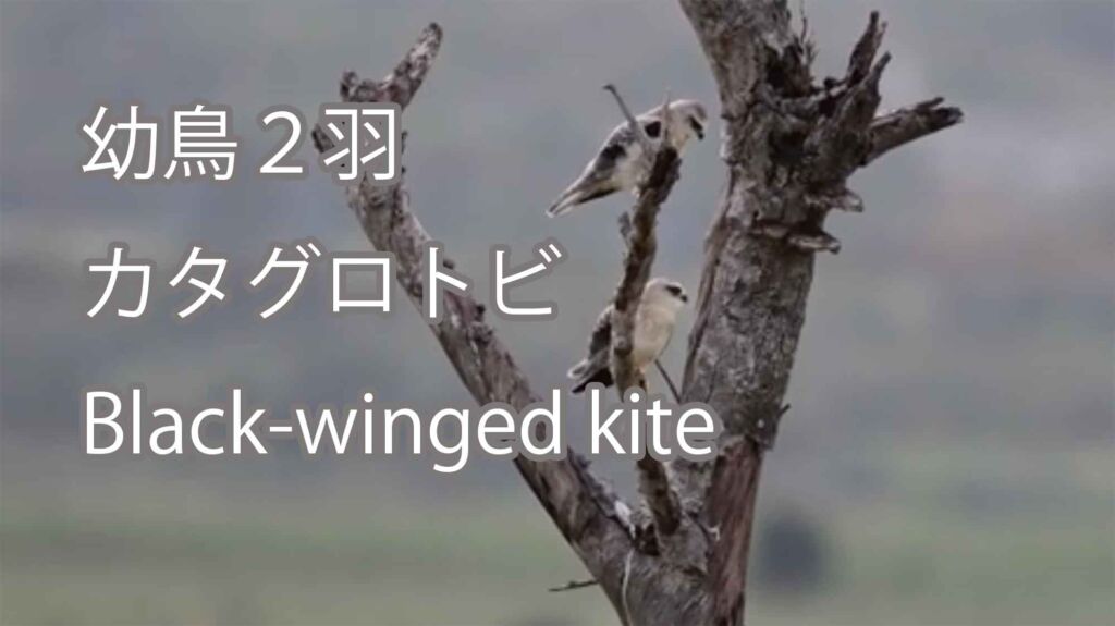 【幼鳥２羽】 カタグロトビ Black-winged kite