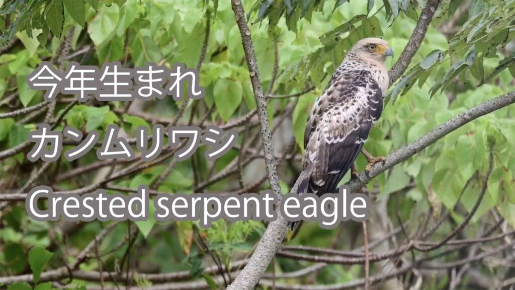 【 今年生まれ】 カンムリワシ Crested serpent eagle
