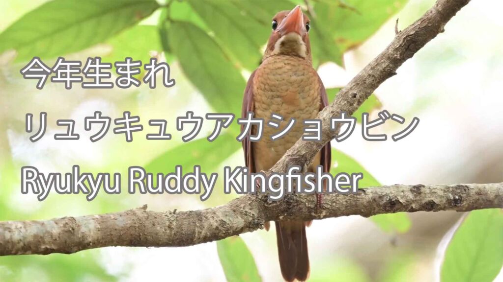 【今年生まれ】 リュウキュウアカショウビン Ryukyu Ruddy Kingfisher