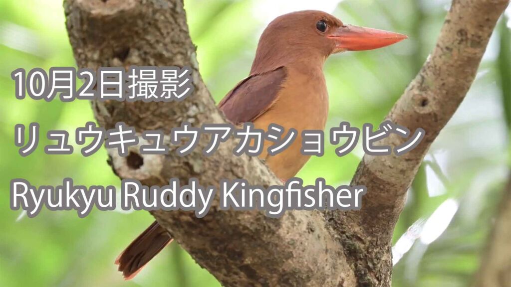【10月2日撮影】 リュウキュウアカショウビン Ryukyu Ruddy Kingfisher