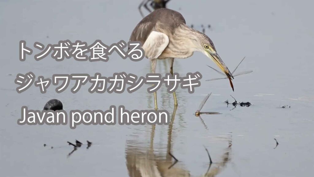 【トンボを食べる】ジャワアカガシラサギ Javan pond heron