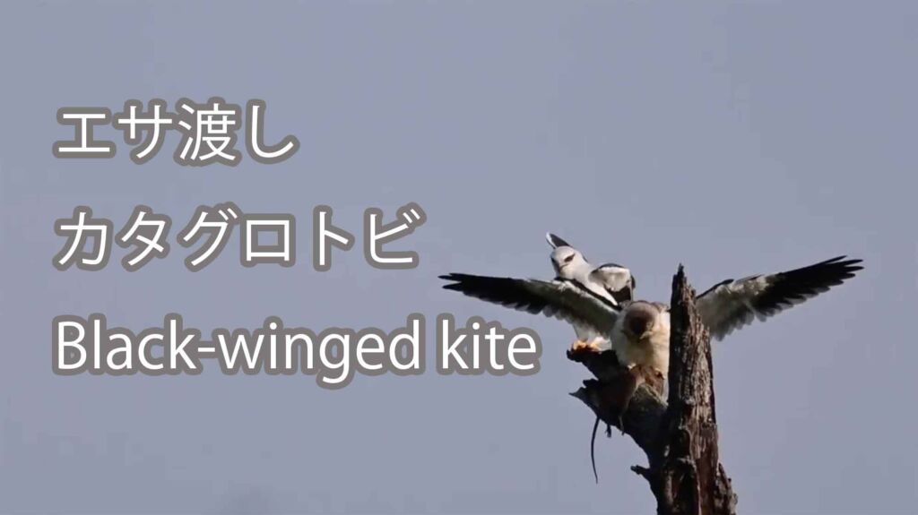 【幼鳥にエサ渡し】 カタグロトビ Black-winged kite