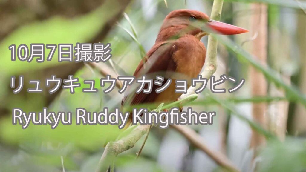 【10月7日撮影】 リュウキュウアカショウビン Ryukyu Ruddy Kingfisher
