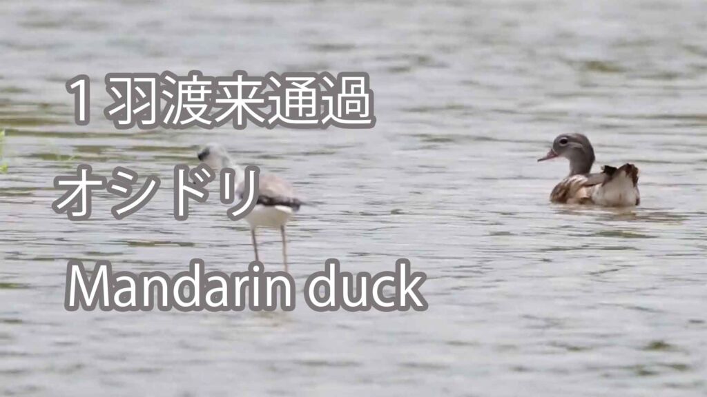 【１羽渡来通過】 オシドリ Mandarin duck