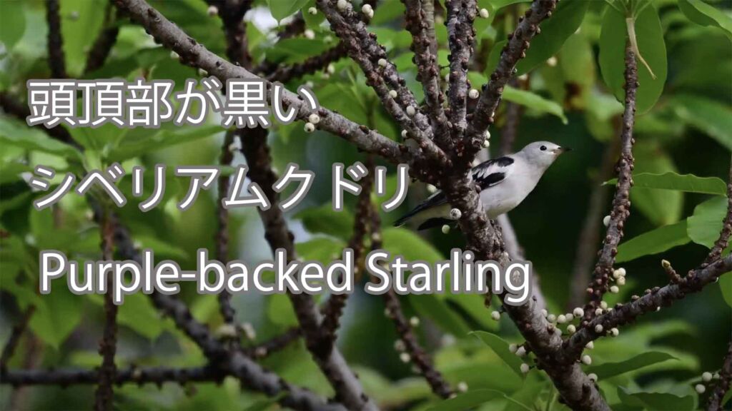 【頭頂部が黒い】 シベリアムクドリ Purple-backed Starling