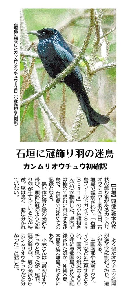 11月8日　沖縄タイムス 朝刊  石垣に飾り羽の迷鳥 カンムリオウチュウ初確認