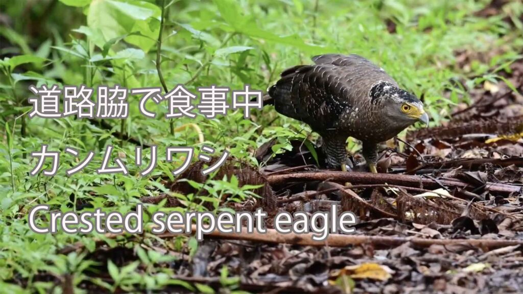 【道路脇で食事中】カンムリワシ Crested serpent eagle