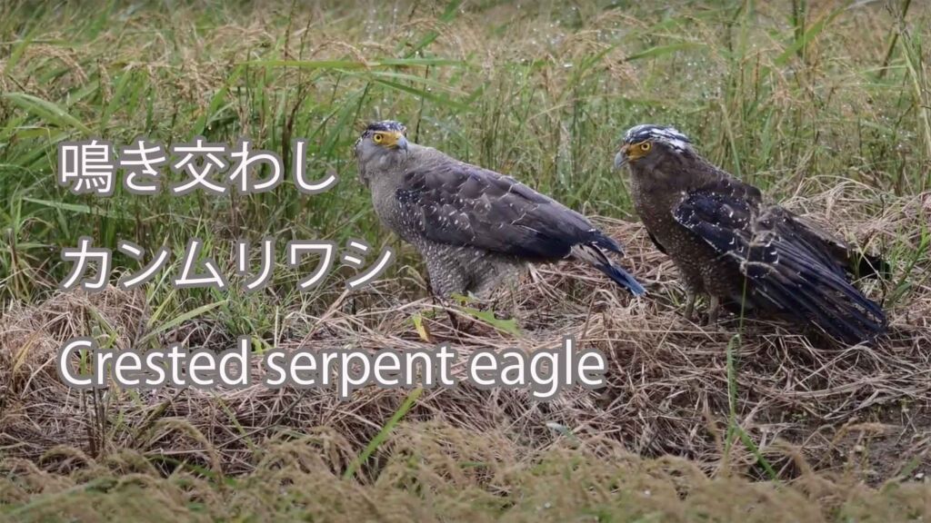 【鳴き交わし】 カンムリワシ Crested serpent eagle