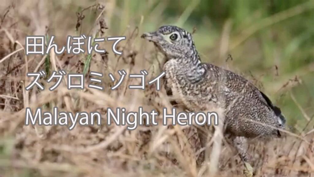 【田んぼにて】 ズグロミゾゴイ Malayan Night Heron