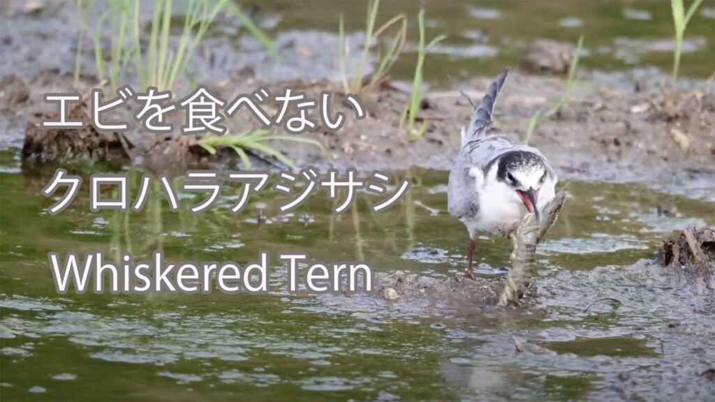 【エビを食べない】 クロハラアジサシ Whiskered Tern